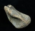 Partial Struthiomimus Metatarsal (Toe) Bone #3835-1